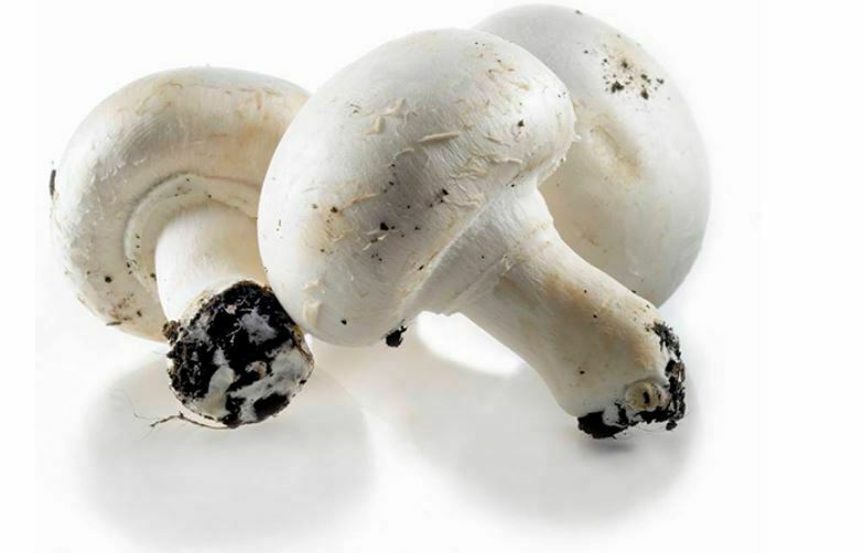 White mushrooms (kg)
