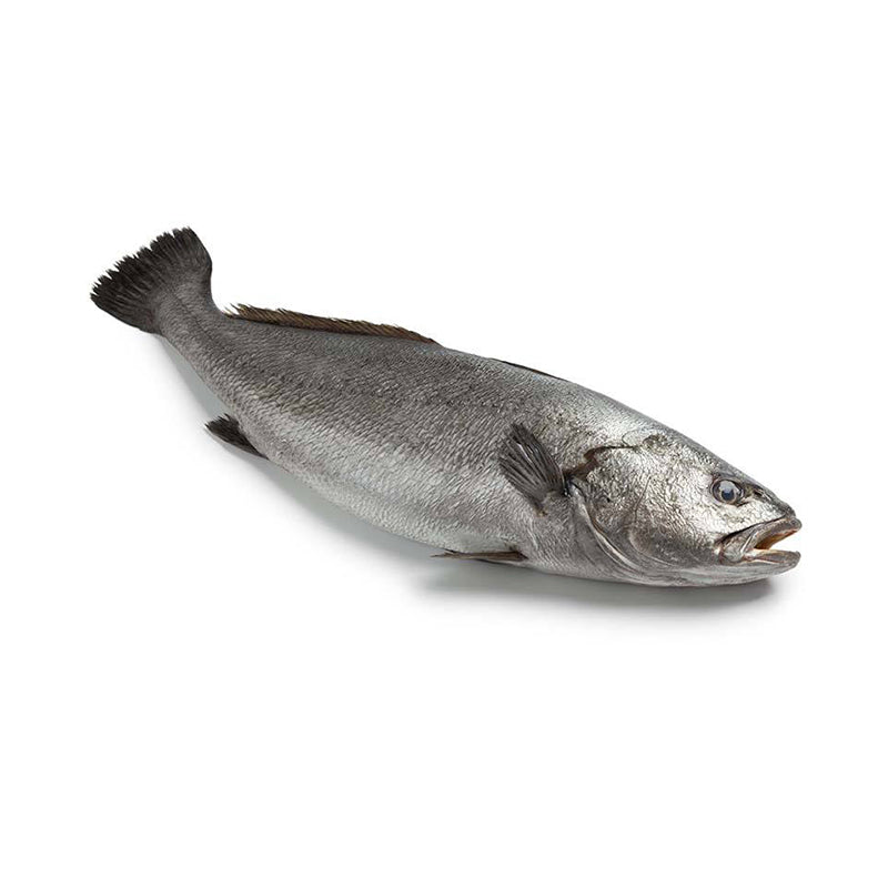 Ombrine (kg)
