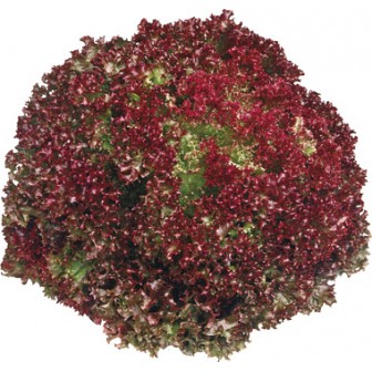 Lollo Rossa lettuce (U)