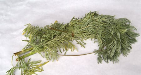 Wormwood (U)
