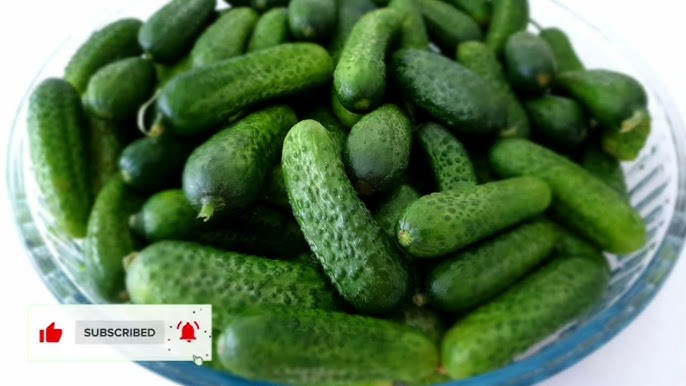Giant gherkins (kg)