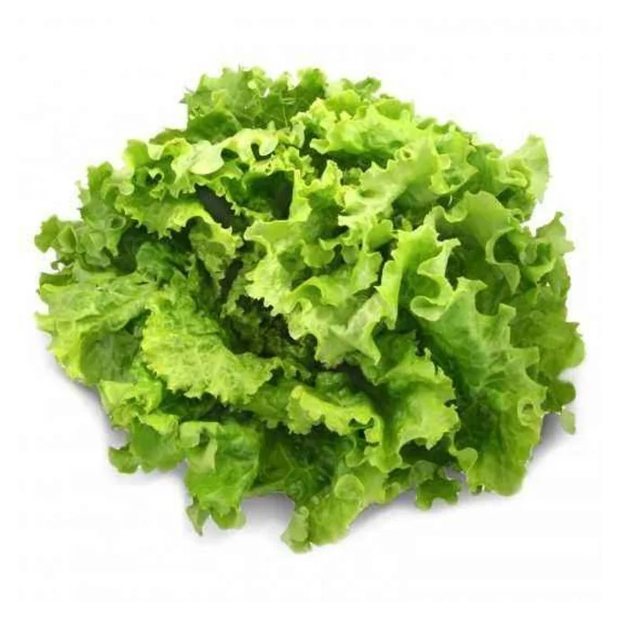 Batavia lettuce (U)