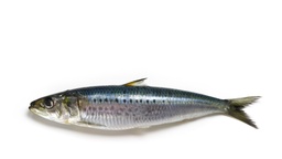 [LP-151] Sardine (kg)