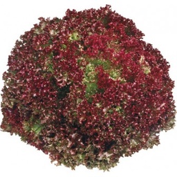 [LP-208] Lollo Rossa lettuce (U)