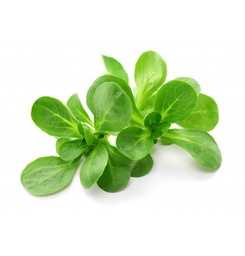 [LP-22] Lamb's lettuce (U)