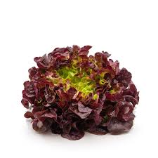 [LP-27] Salade laitue rouge (U)