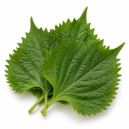 [LP-353] Shiso leaves (U)