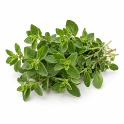 [LP-361] Zeeter herb (U)