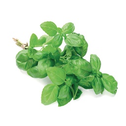 [LP-37] Basilic (U)