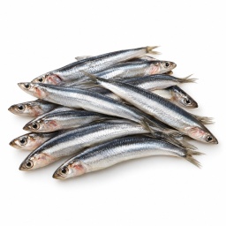 [LP-956] Anchovy