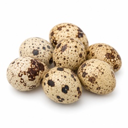[LP-988] Œuf de caille
